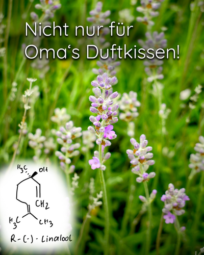 Blühender Lavendel und die chemische Formel von Linalool